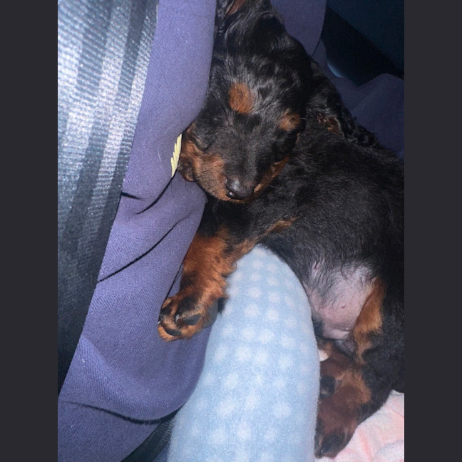 Photo of Bentley 