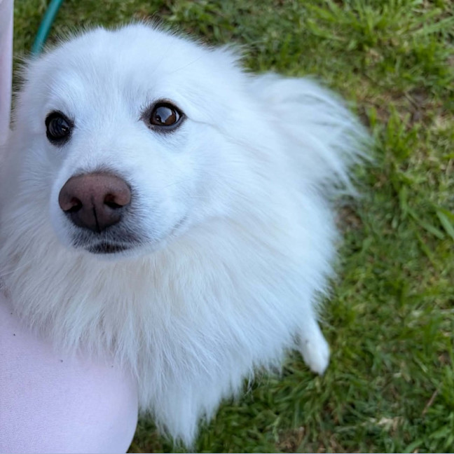 Photo of Archie