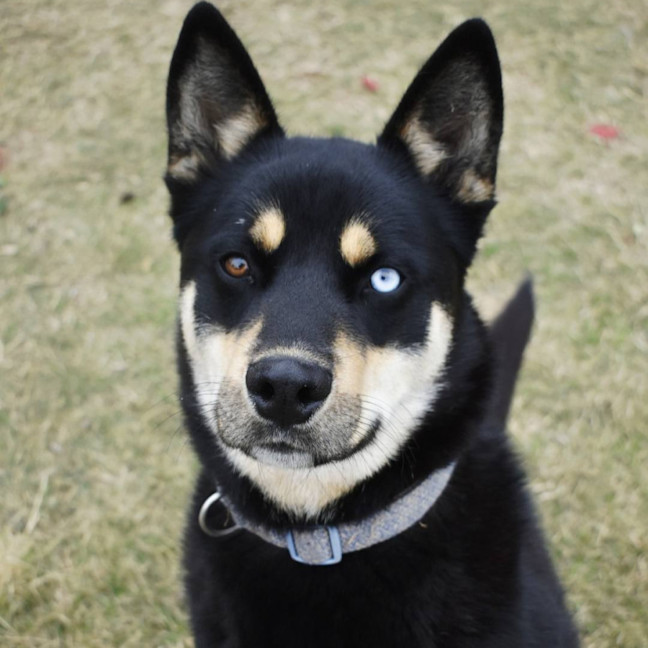 Photo of Alfie