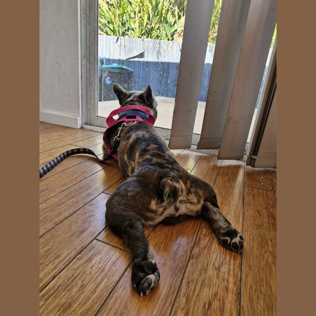 Photo of Mitch   4 Year Old French Bulldog