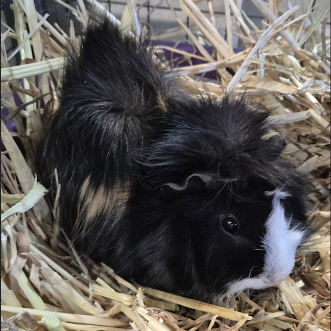 Photo of Horatio