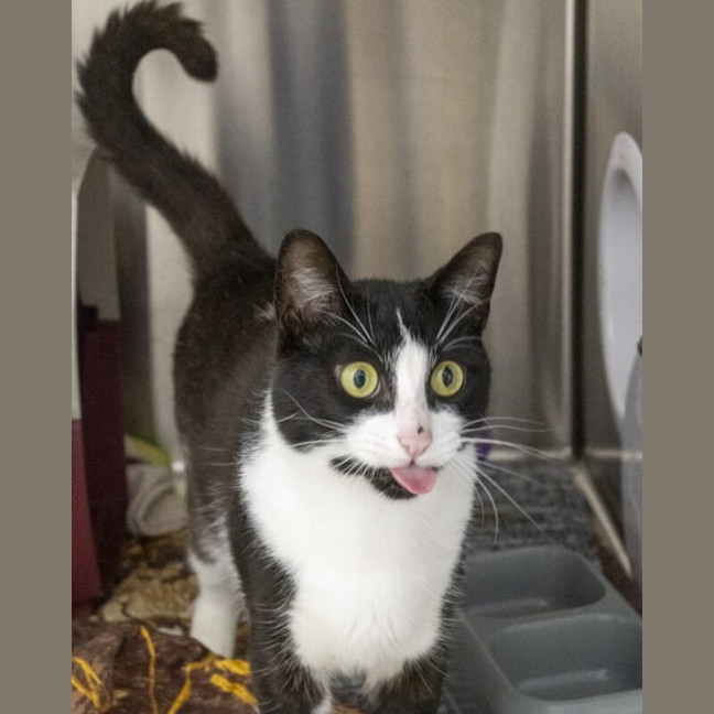 Photo of Oreo