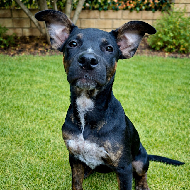 Photo of Lumi