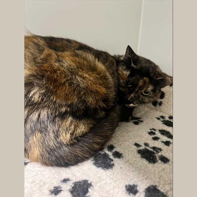 Photo of Madeline 
