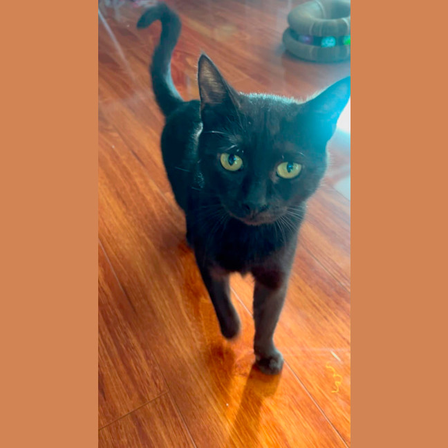Photo of Bellatrix 