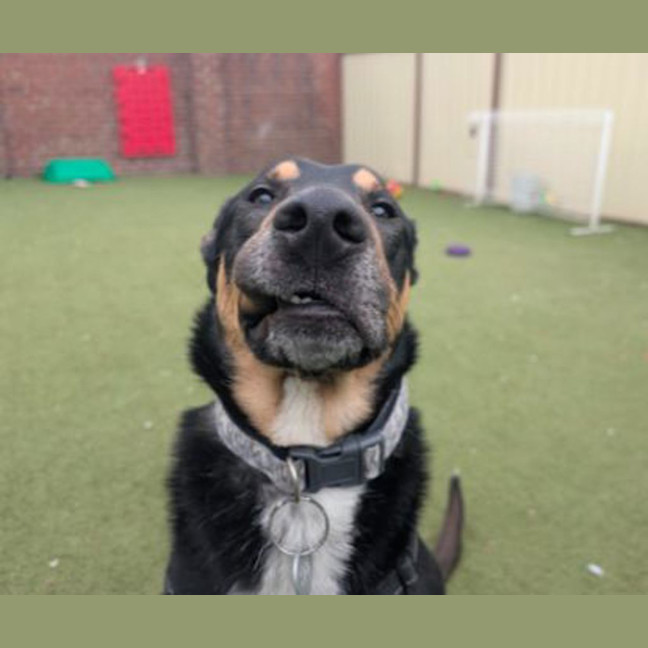 Photo of Odin