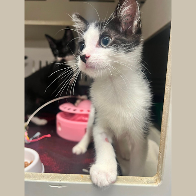 Photo of Mike   Meet Me @ Petstock Double Bay