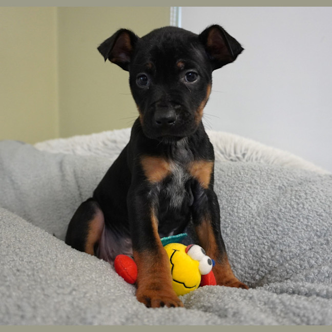 Photo of Griffin