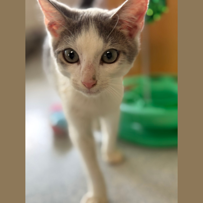 Photo of Bixy