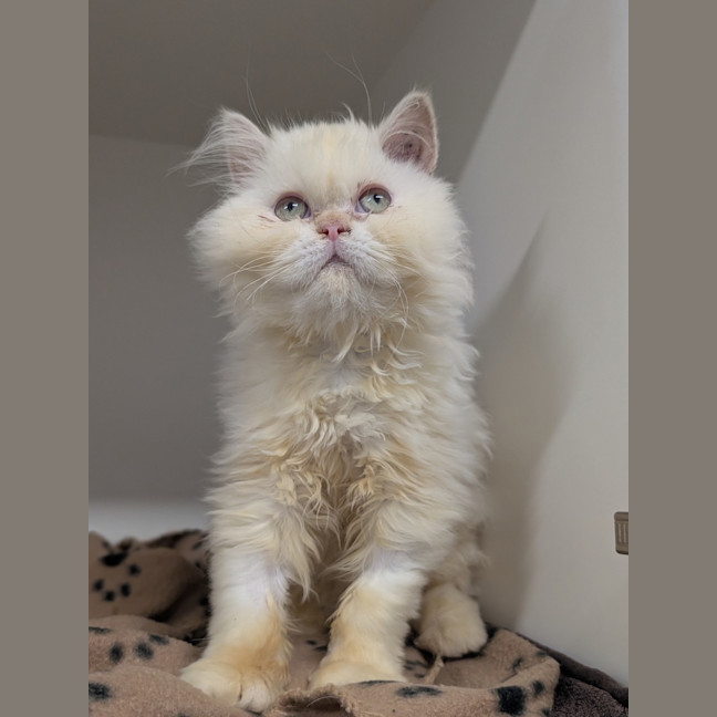 Photo of Gemini (Mello)
