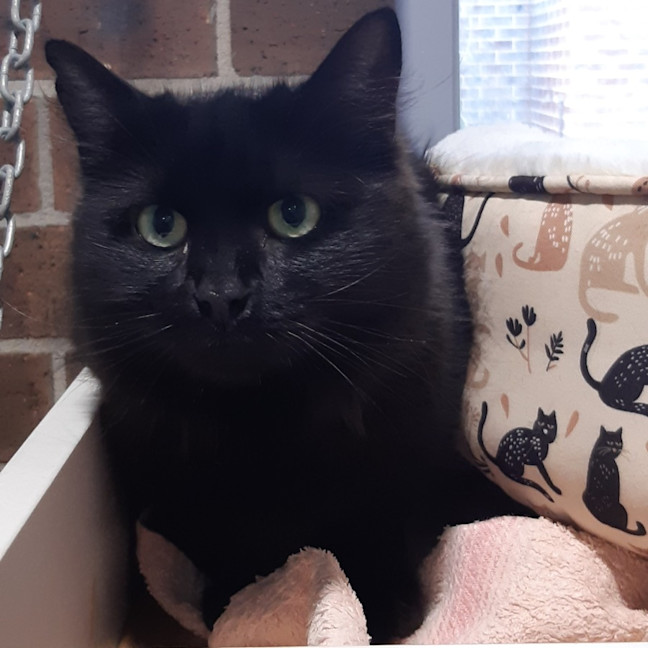 Photo of Nyx
