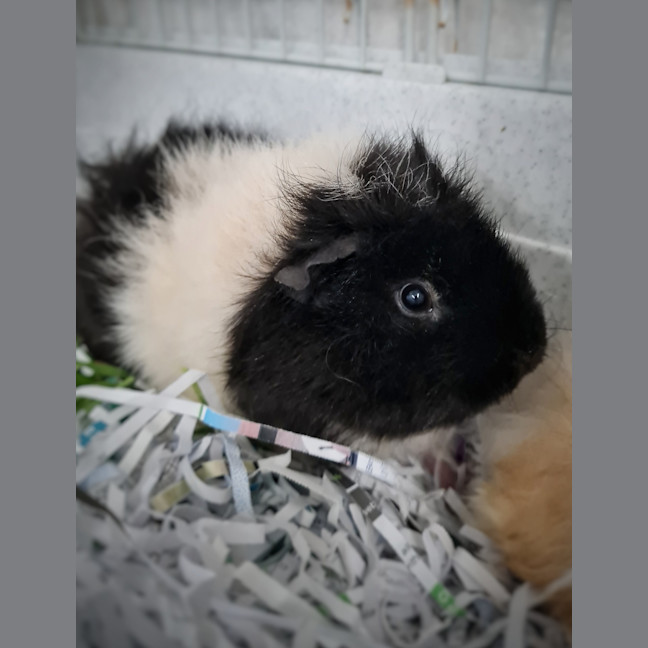 Photo of Jasmine