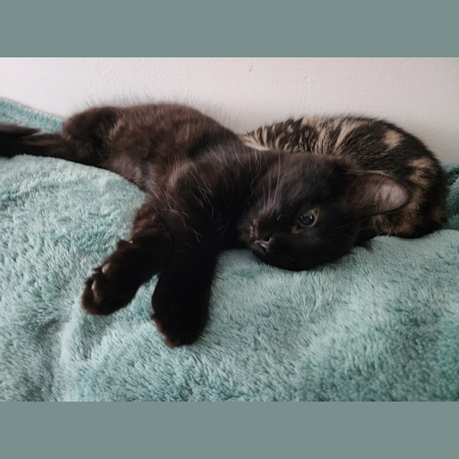 Photo of Sabbi
