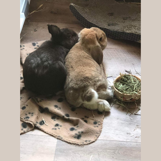 Photo of Fluffy (With Peter)