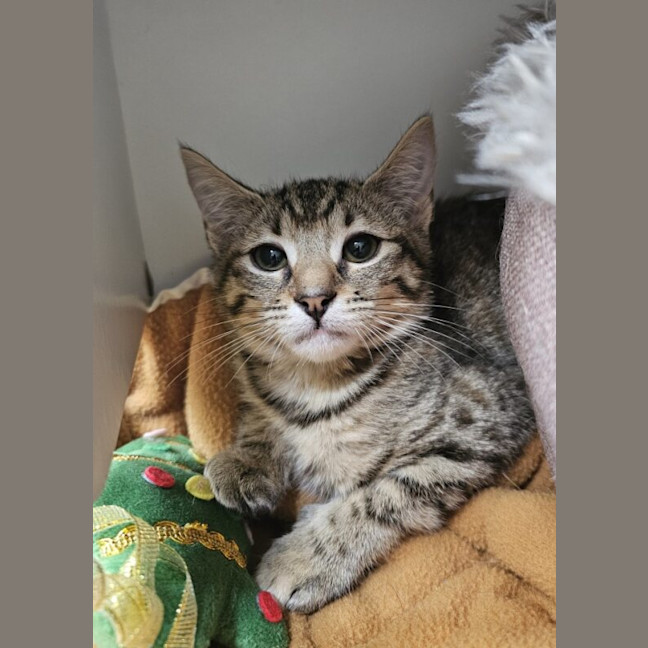 Photo of Chip