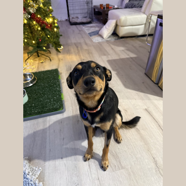 Photo of Rasem   10 Month Old Kelpie