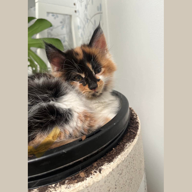 Photo of Mindy And Mork