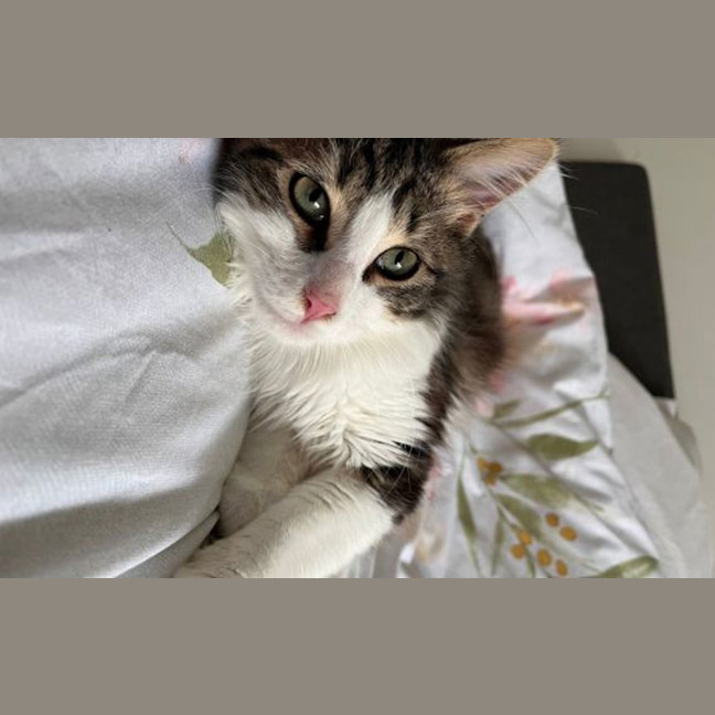Photo of Boba