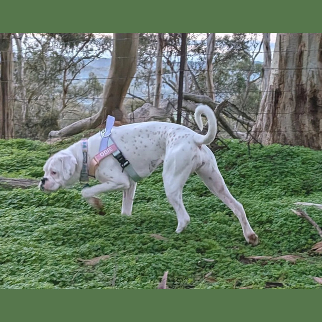 Photo of Odie