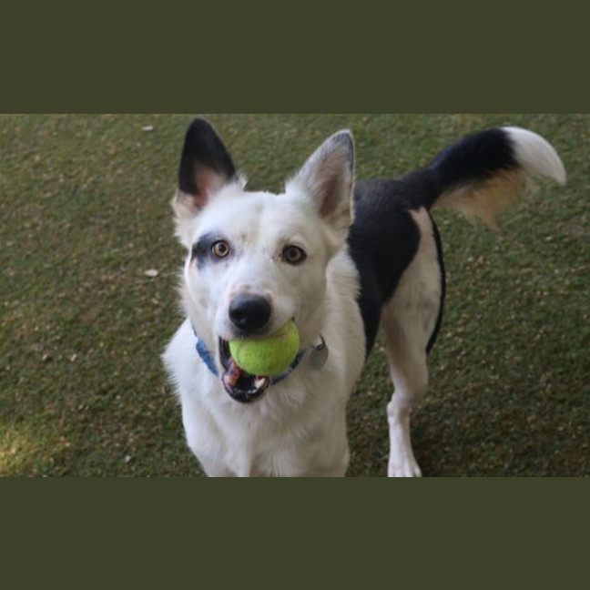 Photo of Polo
