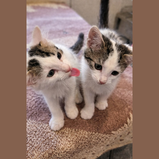 Photo of 🐾 Mogwai 🐾