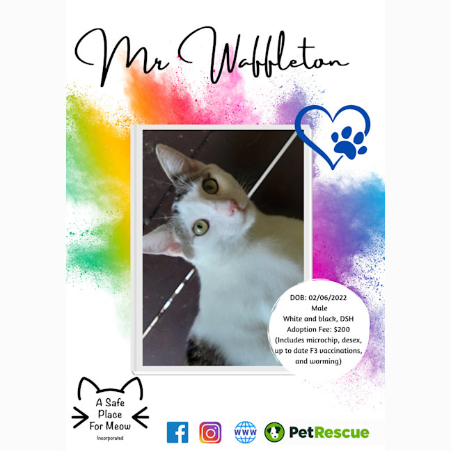 Photo of Mr Waffleton 