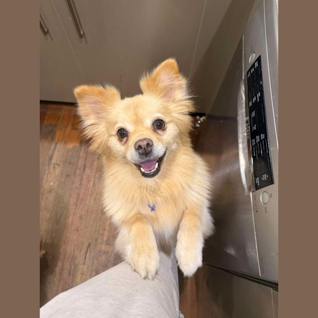 Photo of Clara   7 Year Old Pomeranian X