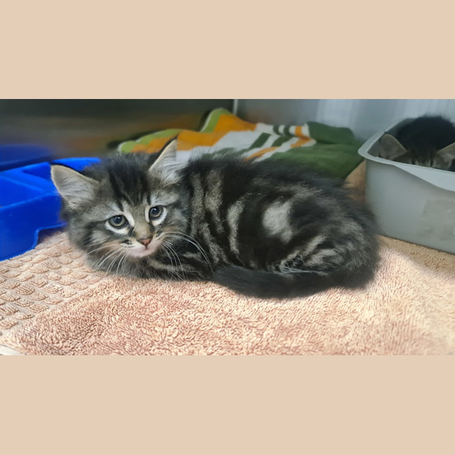 Photo of Rosalita