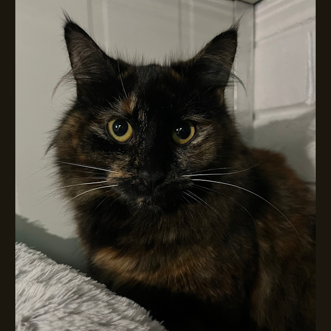 Photo of Zara