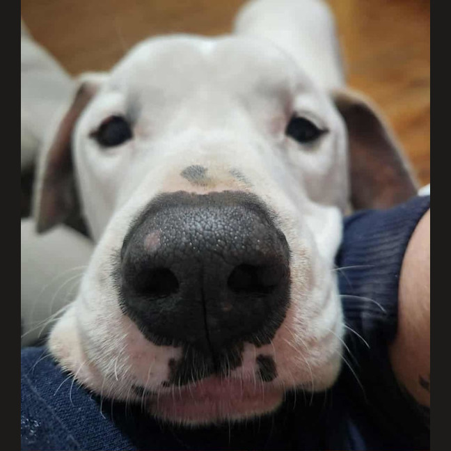 Photo of Baxter   5 Year Old Bullmastiff