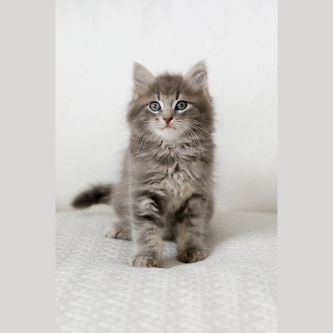 Photo of Truffle