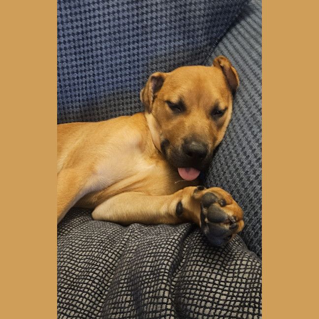 Photo of Winnie   5 Month Old Shar Pei X Staffy