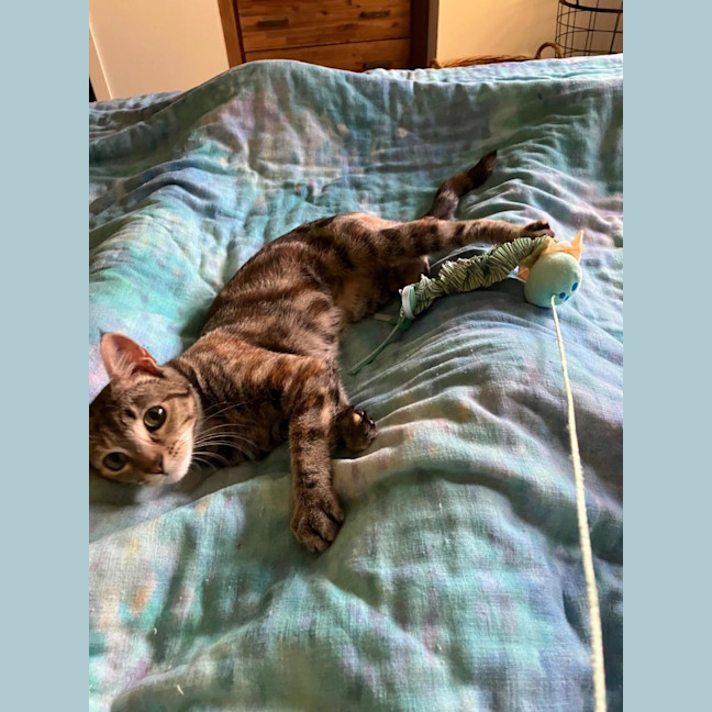 Photo of Marmalade