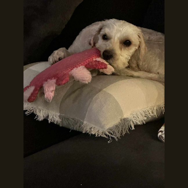 Photo of Lucy