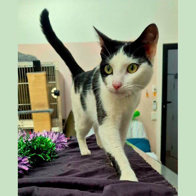 Photo of Tuna (9219)