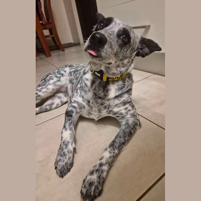 Photo of Posie