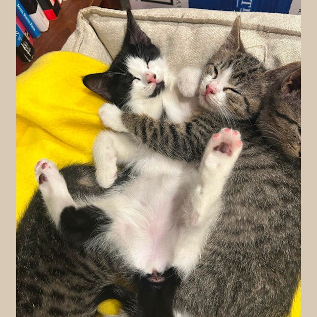 Photo of Olivia Benson & Elliot 