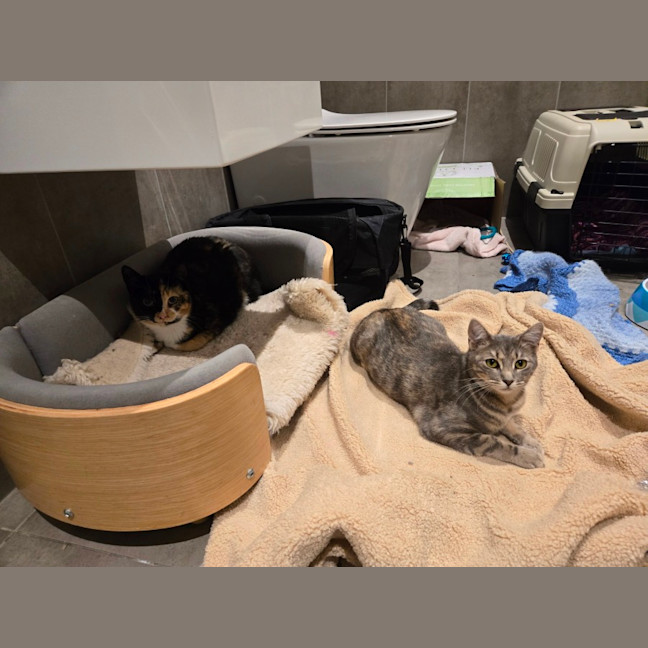 Photo of Tinkerbell & Sweet Chili