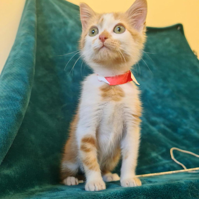 Photo of Chili