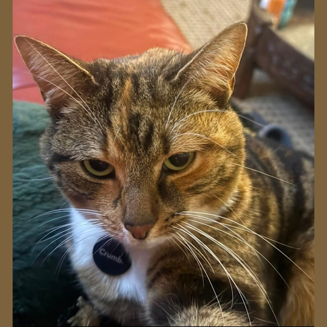 Photo of Juno