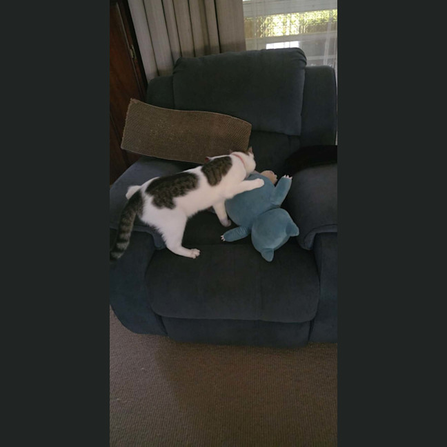 Photo of Willow 