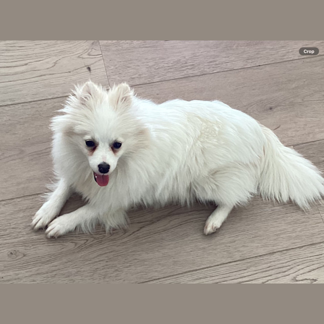 Photo of Pearl