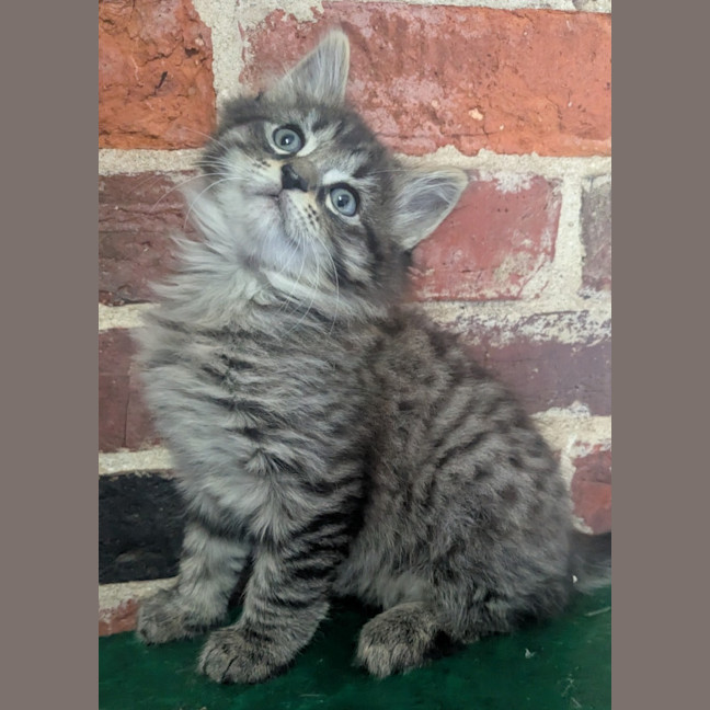 Photo of Jet