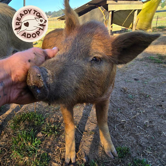 Photo of The Piglets