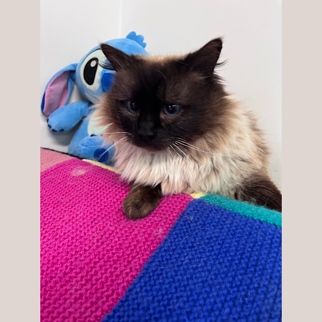 Photo of Teddy