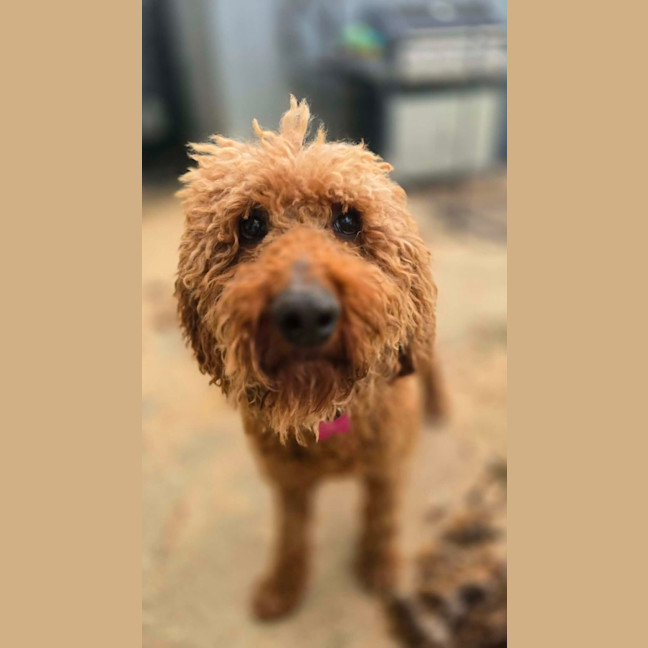 Photo of Clifford