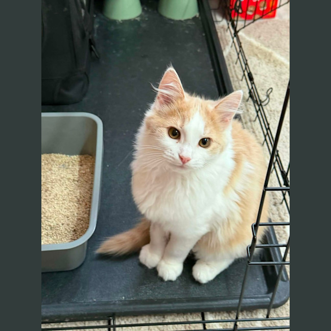 Photo of Muffin
