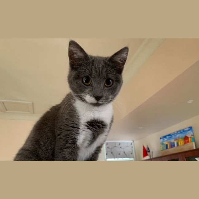 Photo of Boo