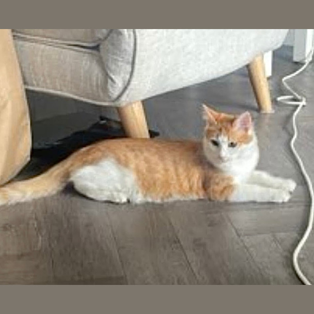 Photo of Cheddar