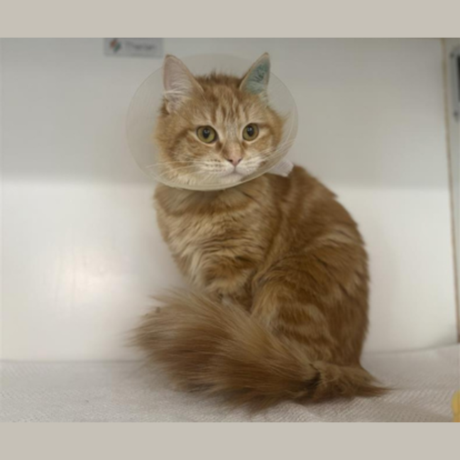 Photo of Sweet Paprika
